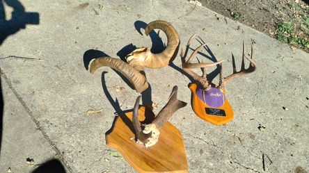 Taxidermy
