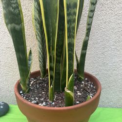 Snake Plant/Lengua De Suegra 