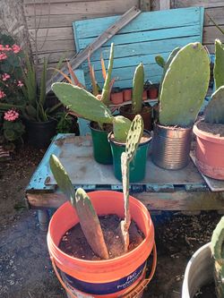 Pencas 1 De Tunas Y Nopales