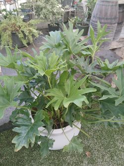 Indoor plants $25💚