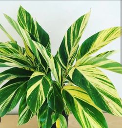 Ginger Variegated Plants