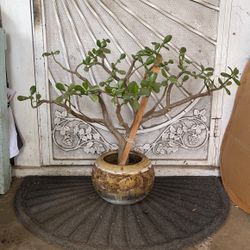 Jade Succulent Plant Flower 