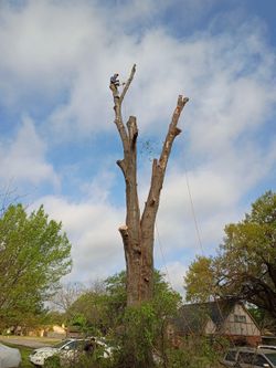 Tala De Arboles Good Price