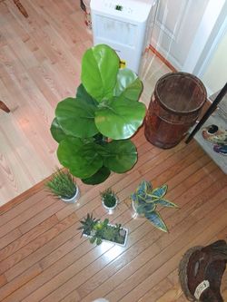 Set of 5 Faux Potted Plants in White Pots