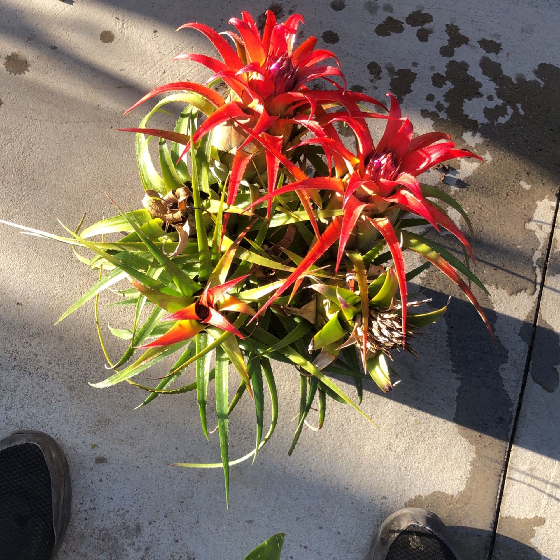 Red Bromeliad With Pink Flowers