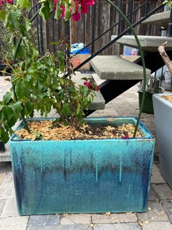 Beautiful Bougainvillea in  Large Teal Glazed Ceramic Planter