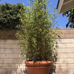 Gorgeous 8ft Bamboo Plant In 36 Inch Pot