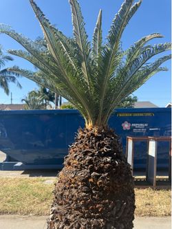 Palm tree