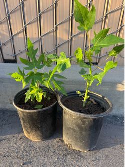 Hawaiian papaya