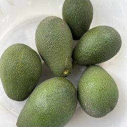 Organic AVOCADO 