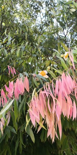 LIVE PLANT 2ft Mesua ferrea Ceylon ironwood Nagkesar Cobra saffron FRAGRANT