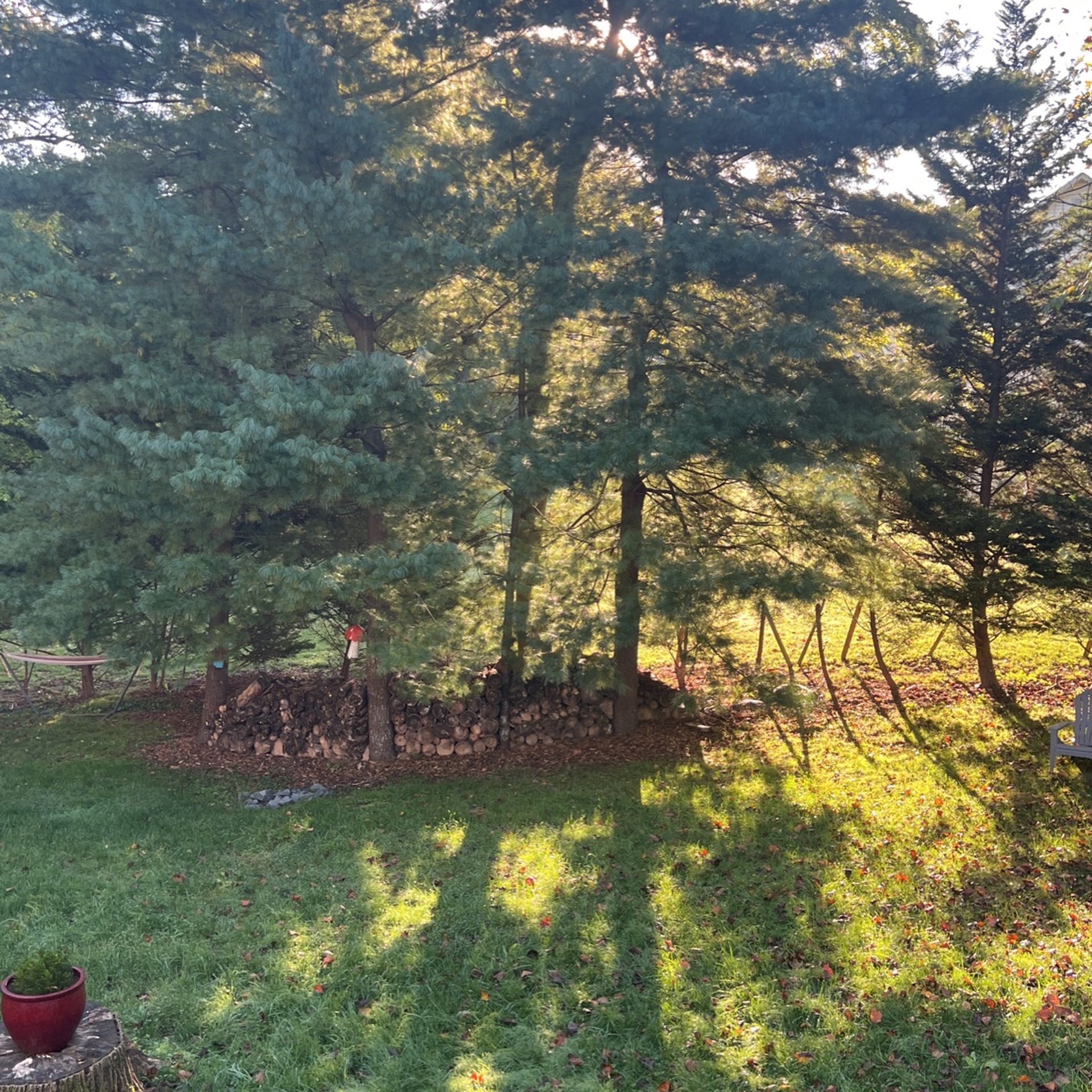 FREE- Firewood and Logs