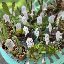 Succulents Plants Pots Mothers Day Grad Parties