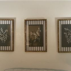 3 Botanical Framed Pics