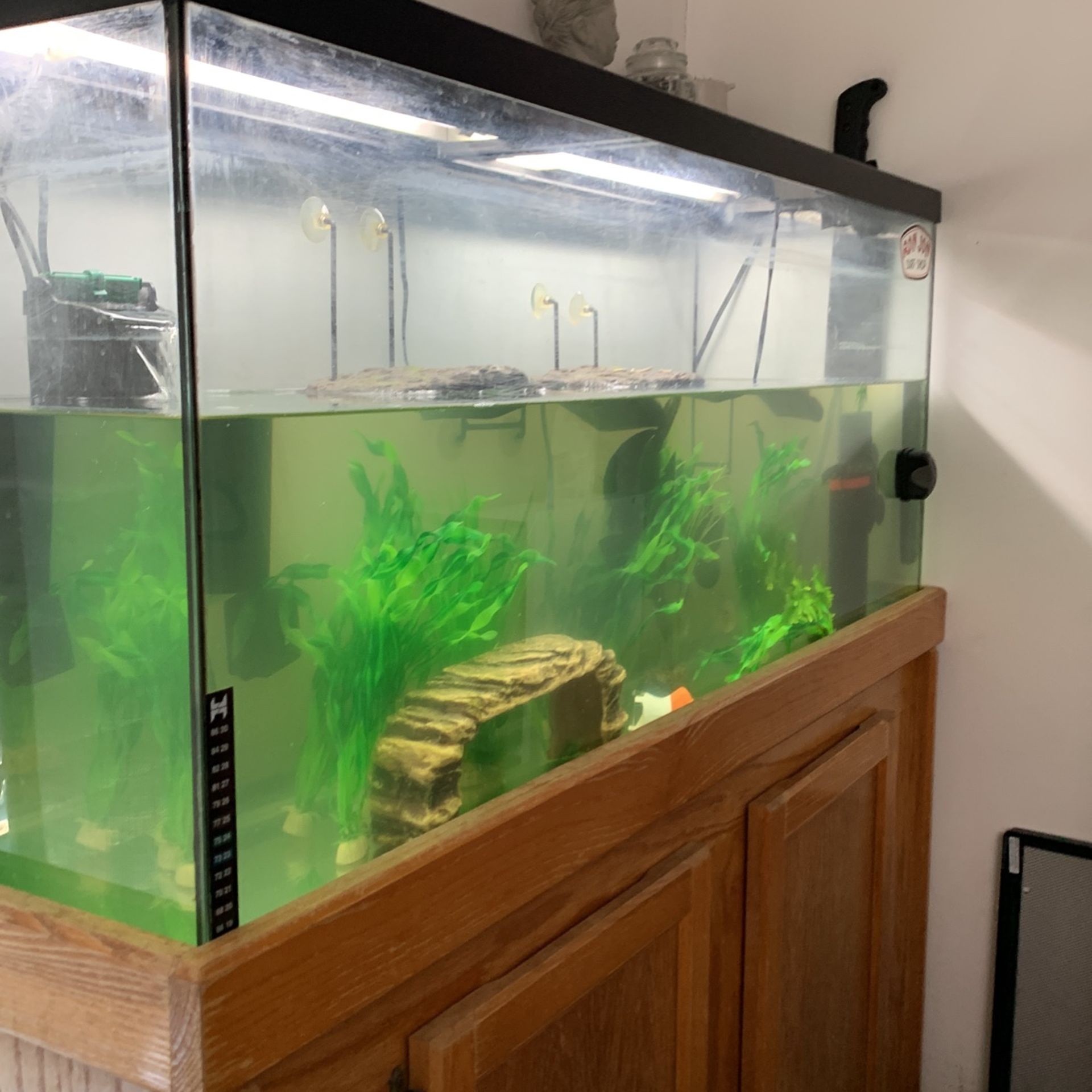 50 Gallon Fish Tank