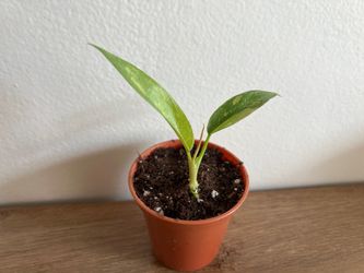 Philodendron ring of fire