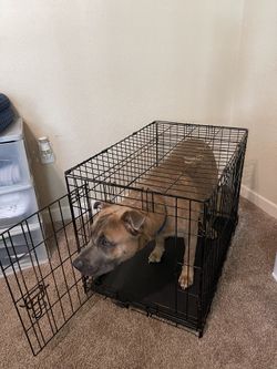 Double Door Dog Crate 