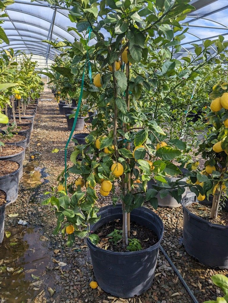 $275 Each 25gal Fruiting Citrus Trees Delivery Is Available 