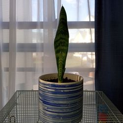 Snake House Plant 