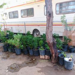 Chiltepin Pepper Plants/Plants For Sale