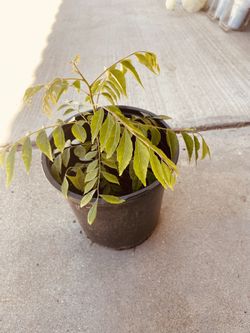 Curry Leaves Plant