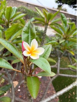 10 Gallon Rooted Blooming Rainbow Plumeria Plant