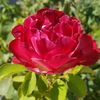 IRain