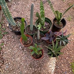 Plants, Cactus, Succulents 
