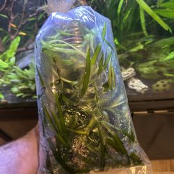 Live Aquarium Plants (Jungle Val)