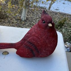 Cardinal Bird 
