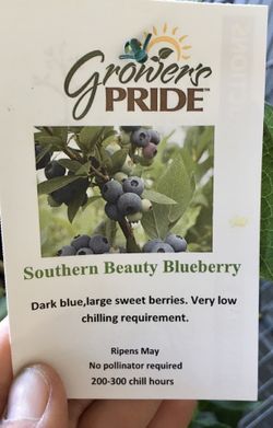 Southern Beauty Blueberry Bush