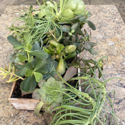 Succulents Arrangement 