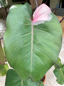 Pink Lady Philodendron