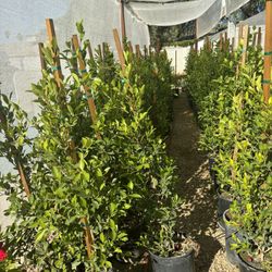 5 Gal Ficus-AVAILABLE 