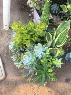 Assorted plants
