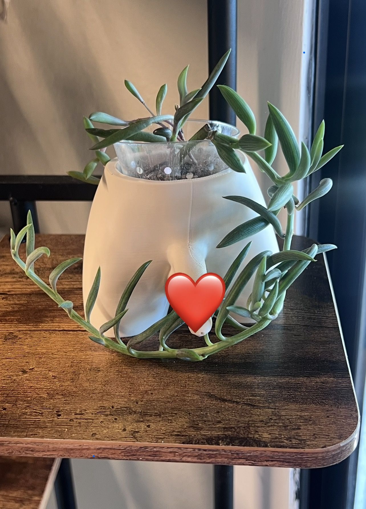 Succulent Planter 🤭