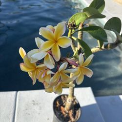 Plumeria Plant