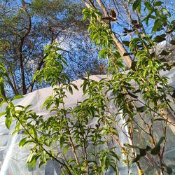 arboles de durazno ya tan con frutitas grandes