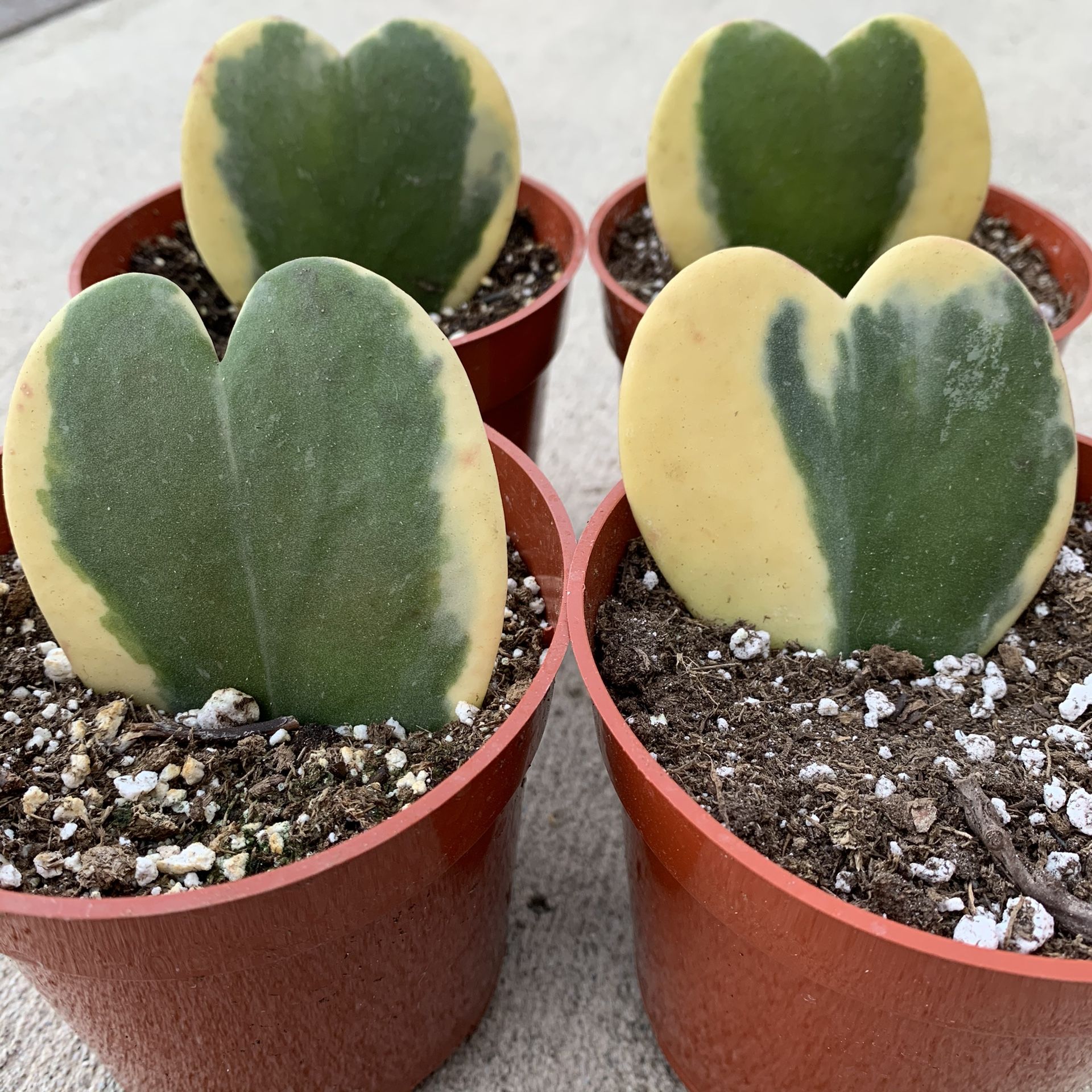 4” Variegated Hoya Kerrii Heart succulent - ONLY ONE LEFT!!