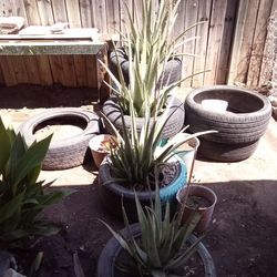 Aloe vera