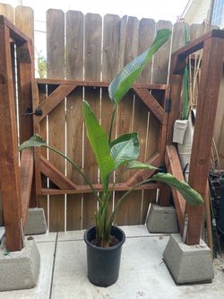 5ft double white bird of paradise; 2 plants in the pot; 95820