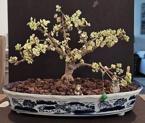 Bonsai - variegated Elephant Bush