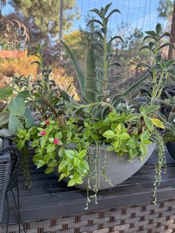 Large Succulent planter