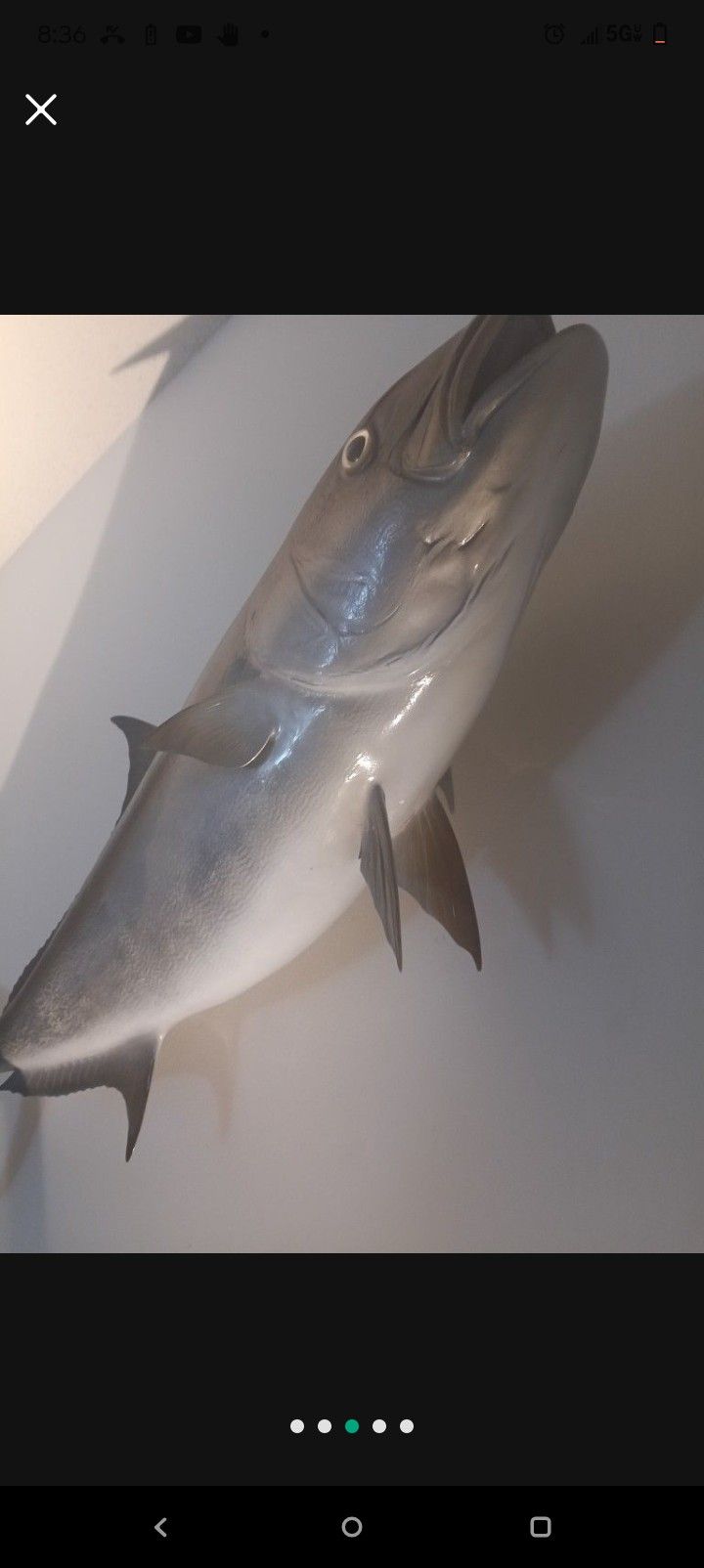 Beautiful Mounted Trophy Amberjack 48"
