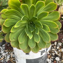 Big Pot( 10 Gallon ) Flower Mountain Plants, $15 Each Gallon 