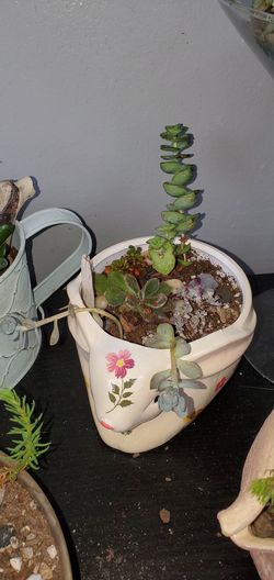 Succulent garden