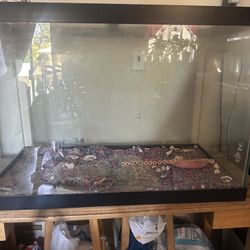 Fish Tank 