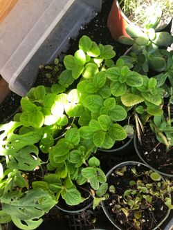 Creeping charlie plant