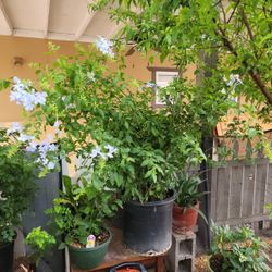 Leadwort Blue Plumbago Plant 