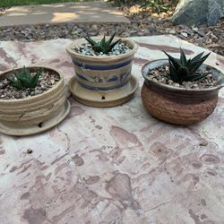 Haworthia aloe succulents in clay pots